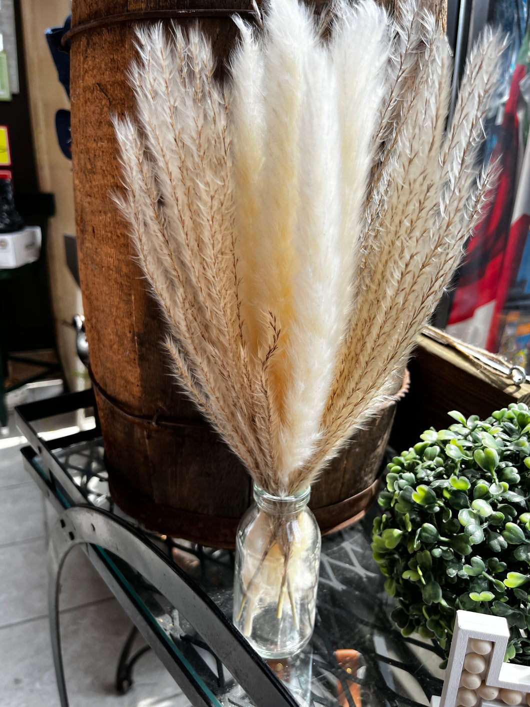 Natural Pampas Grass in Vase