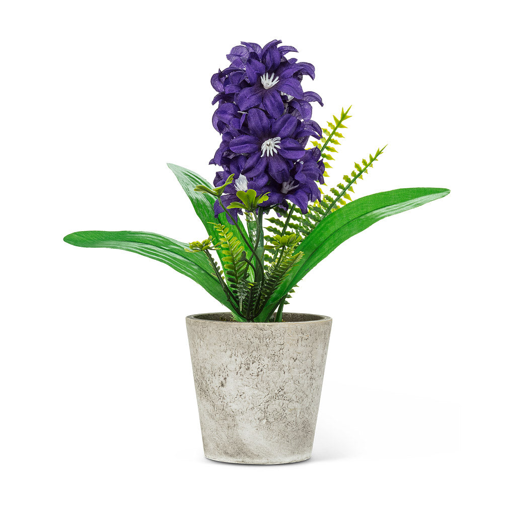 Purple Hyacinth in Pot (Only 1 Left!)