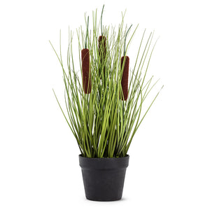 Cattail Grass in Pot (Only 2 Left!)