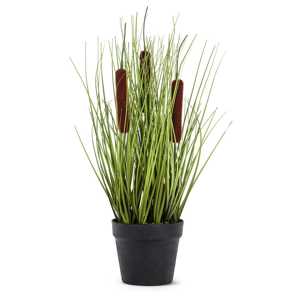 Cattail Grass in Pot (Only 2 Left!)