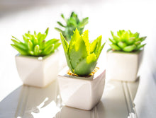 Load image into Gallery viewer, Mini Succulents (3 Styles Left!)
