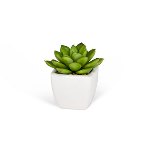 Mini Succulents (3 Styles Left!)