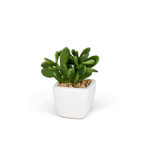 Load image into Gallery viewer, Mini Succulents (3 Styles Left!)
