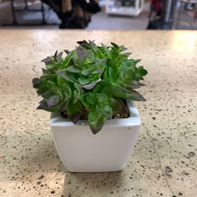 Load image into Gallery viewer, White Potted Plants (6 Options) (Restocked!)

