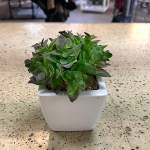 White Potted Plants (6 Options) (Restocked!)