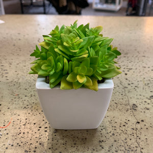 White Potted Plants (6 Options) (Restocked!)