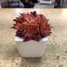 Load image into Gallery viewer, White Potted Plants (6 Options) (Restocked!)
