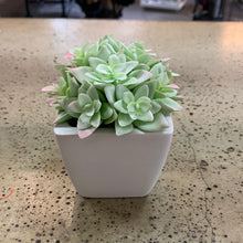 Load image into Gallery viewer, White Potted Plants (6 Options) (Restocked!)
