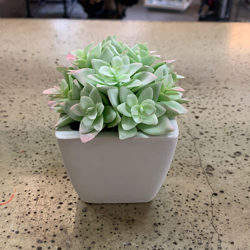 White Potted Plants (6 Options) (Restocked!)